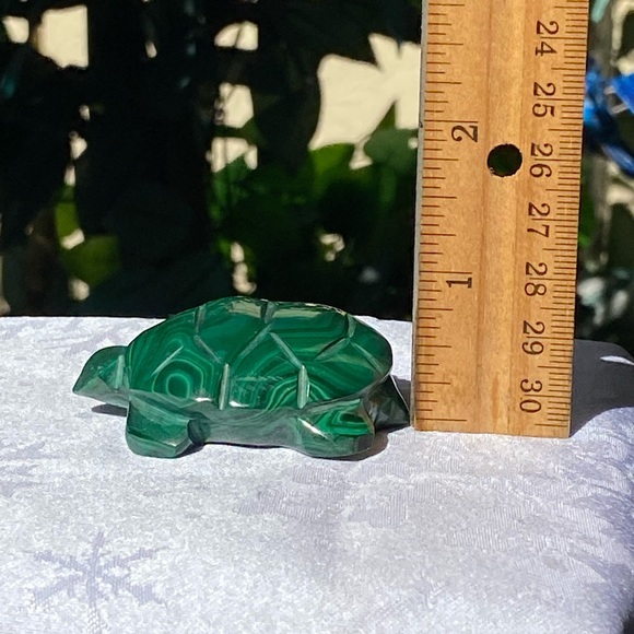Malachite Turtle - Picture 14 of 16
